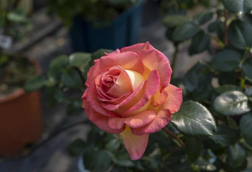 Coltivazione e potatura delle rose